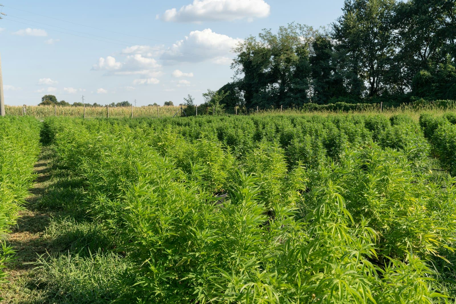 Outdoor hemp field at a partner cultivation site
